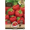 Overig 5 aardbei ostara