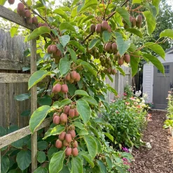 Actinidia Arguta Issai 'ken's Red' - Rode Kiwibes - Fruitplanten - Hoogte 50-70 Cm - Pot 15 Cm