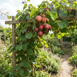 Actinidia Arguta Issai 'ken's Red' - Rode Kiwibes - Fruitplanten - Hoogte 50-70 Cm - Pot 15 Cm