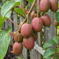 Actinidia Arguta Issai 'ken's Red' - Rode Kiwibes - Fruitplanten - Hoogte 50-70 Cm - Pot 15 Cm
