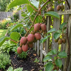 Actinidia Arguta Issai 'ken's Red' - Rode Kiwibes - Fruitplanten - Hoogte 50-70 Cm - Pot 15 Cm