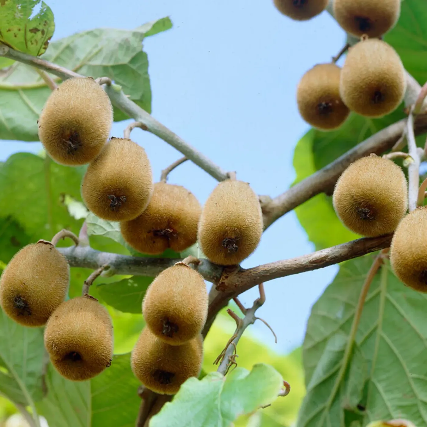 Bloomique Actinidia Deliciosa Jenny - Kiwi Plant - Fruitplanten - Tuinplanten - Hoogte 50-70 Cm - Pot 15 Cm