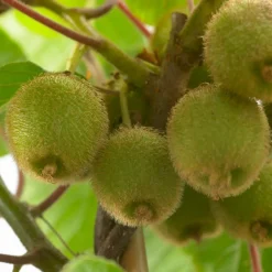 Bloomique Actinidia Deliciosa Jenny - Kiwi Plant - Fruitplanten - Tuinplanten - Hoogte 50-70 Cm - Pot 15 Cm