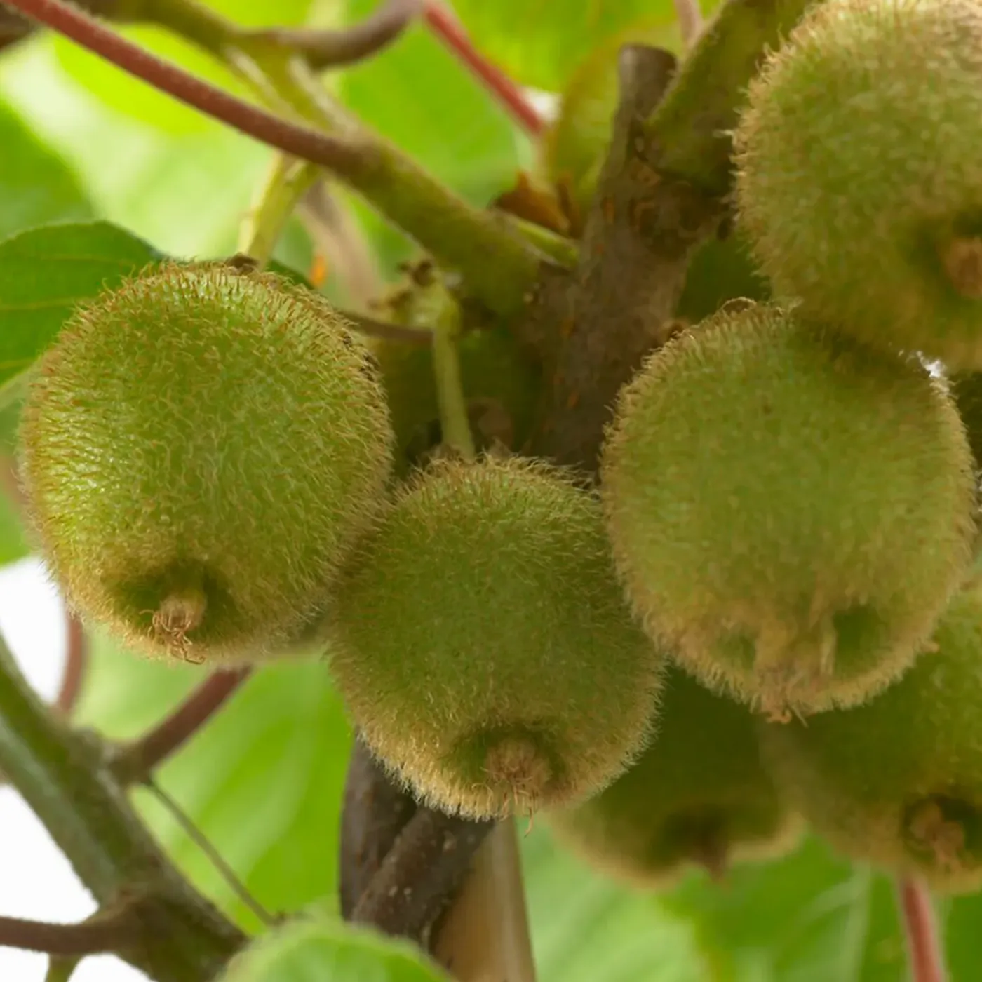 Bloomique Actinidia Deliciosa Jenny - Kiwi Plant - Fruitplanten - Tuinplanten - Hoogte 50-70 Cm - Pot 15 Cm