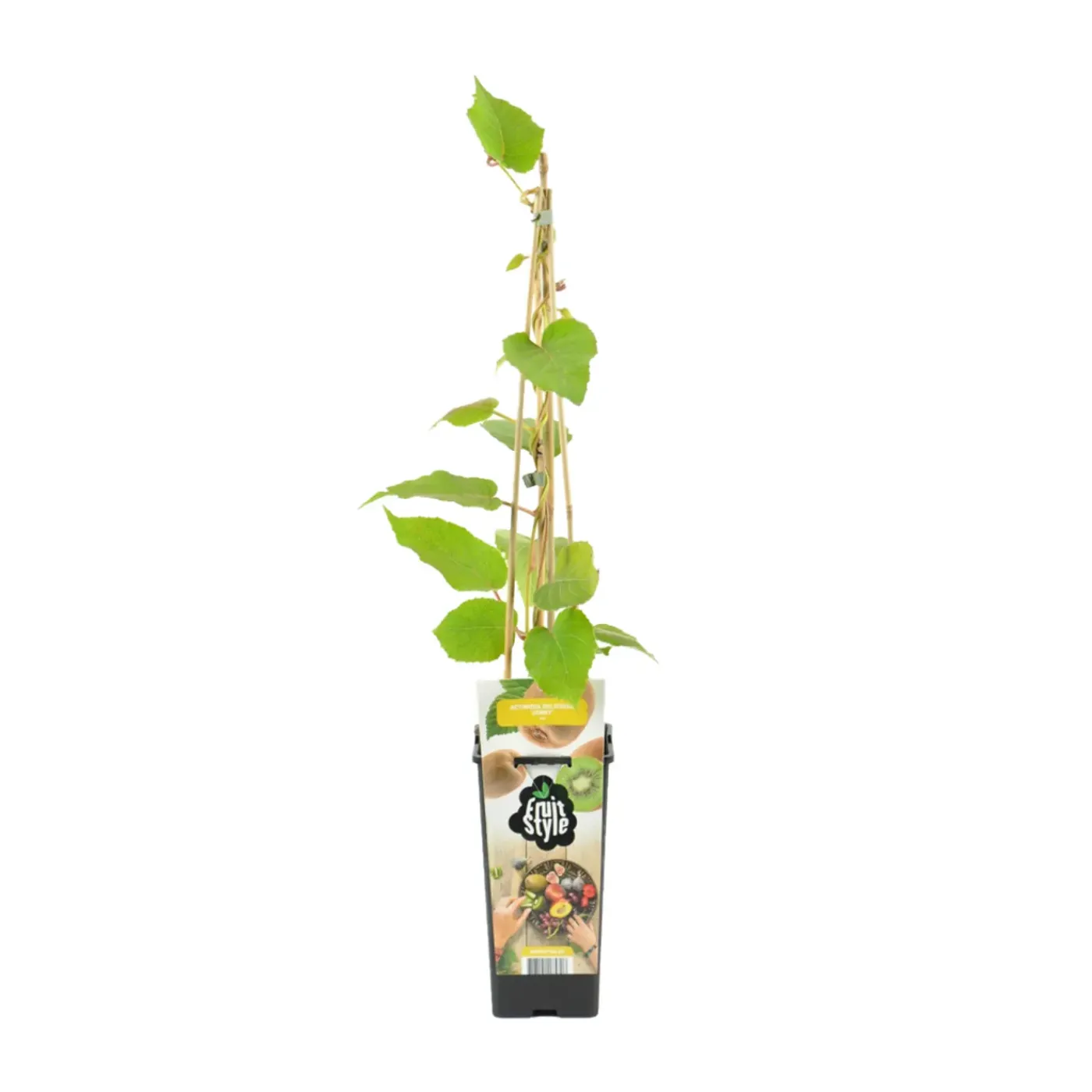 Bloomique Actinidia Deliciosa Jenny - Kiwi Plant - Fruitplanten - Tuinplanten - Hoogte 50-70 Cm - Pot 15 Cm