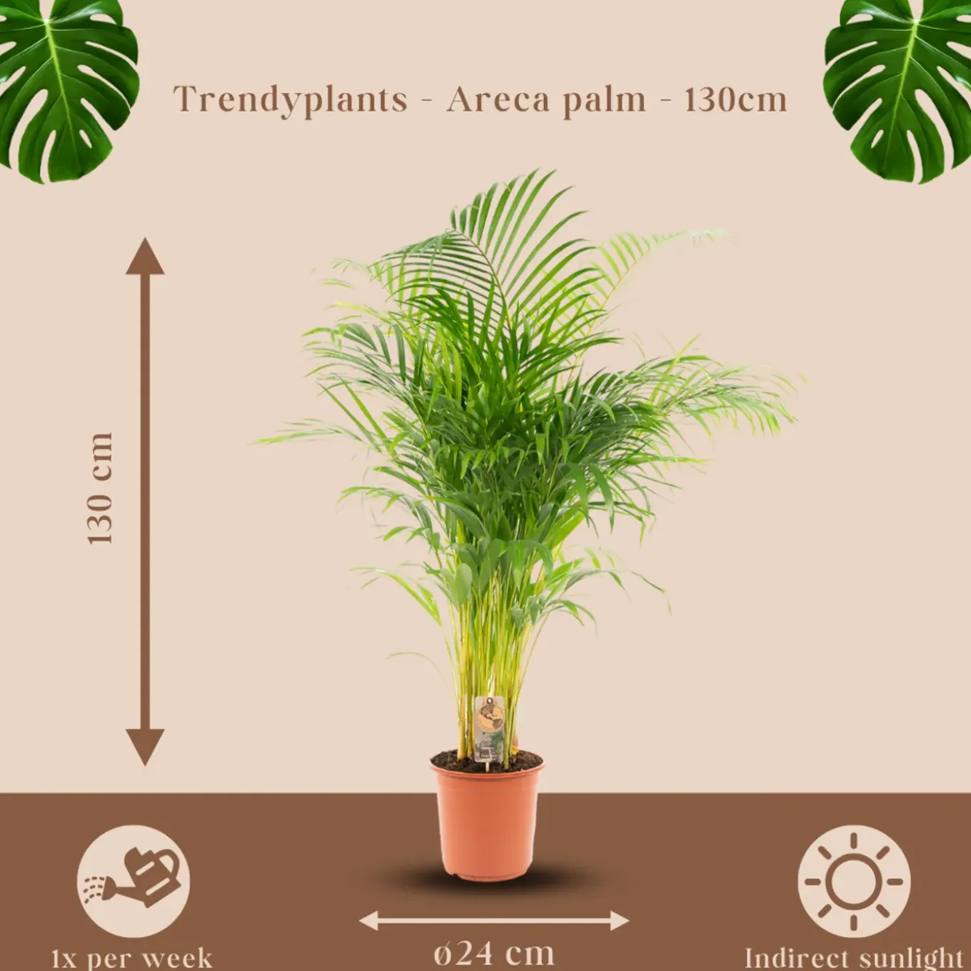 Areca palm - Goudpalm - Kamerplant - ↕120-140 cm - Ø24cm