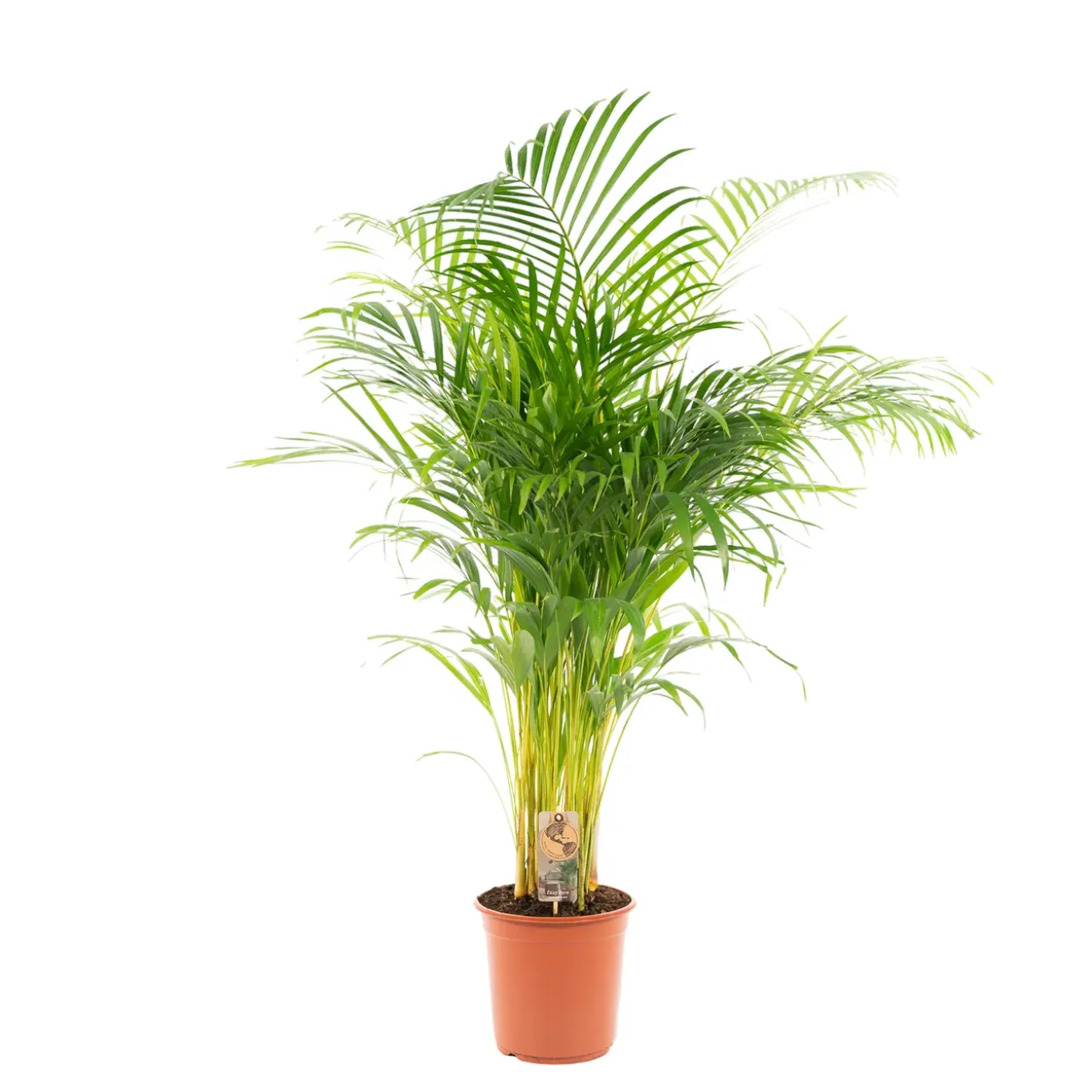 Areca palm - Goudpalm - Kamerplant - ↕120-140 cm - Ø24cm