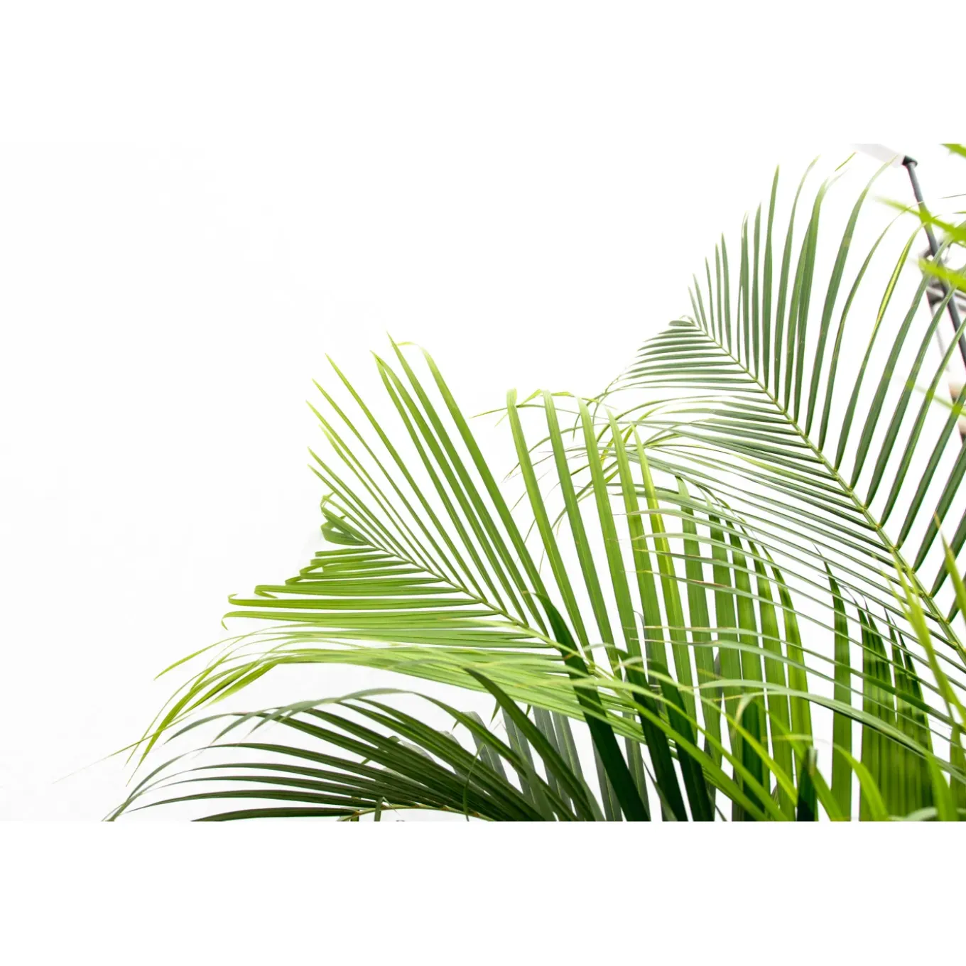 Areca palm - Goudpalm - Kamerplant - ↕120-140 cm - Ø24cm