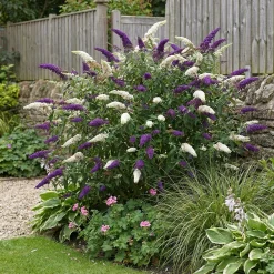 Bloomique Buddleja Davidii Duo Purple White - Vlinderstruik - Tuinplanten - Hoogte 30-40 Cm - Pot 17 Cm