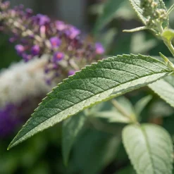 Bloomique Buddleja Davidii Duo Purple White - Vlinderstruik - Tuinplanten - Hoogte 30-40 Cm - Pot 17 Cm