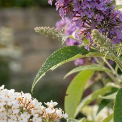 Bloomique Buddleja Davidii Tricolor - Drie Kleuren Bloemen - Vlinderstruik - Hoogte 30-40 Cm - Pot 17 Cm