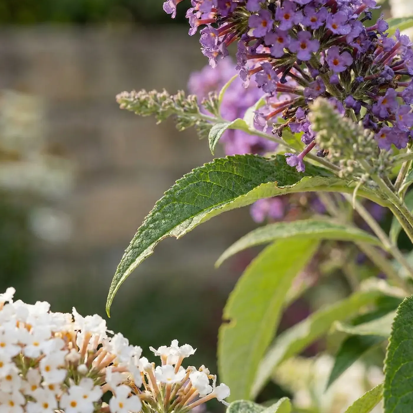 Bloomique Buddleja Davidii Tricolor - Drie Kleuren Bloemen - Vlinderstruik - Hoogte 30-40 Cm - Pot 17 Cm