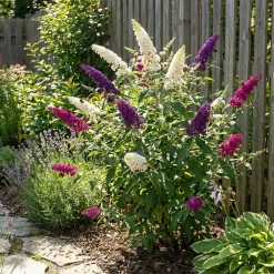 Bloomique Buddleja Davidii Tricolor - Drie Kleuren Bloemen - Vlinderstruik - Hoogte 30-40 Cm - Pot 17 Cm