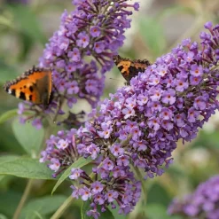 Bloomique Buddleja Davidii Tricolor - Drie Kleuren Bloemen - Vlinderstruik - Hoogte 30-40 Cm - Pot 17 Cm