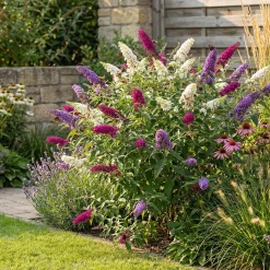 Bloomique Buddleja Davidii Tricolor - Drie Kleuren Bloemen - Vlinderstruik - Hoogte 30-40 Cm - Pot 17 Cm