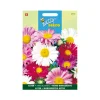 Buzzy seeds zaden zomeraster gemengd