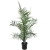 Overig Canarische dadelpalm (Phoenix Canariensis) ⌀19cm - ↕80cm