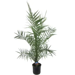 Overig Canarische dadelpalm (Phoenix Canariensis) ⌀19cm - ↕80cm