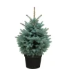 Central Park Kerstboom - Blauwspar - In Pot - 100-125 cm