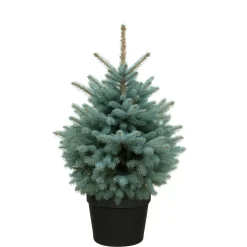 Central Park Kerstboom - Blauwspar - In Pot - 100-125 cm