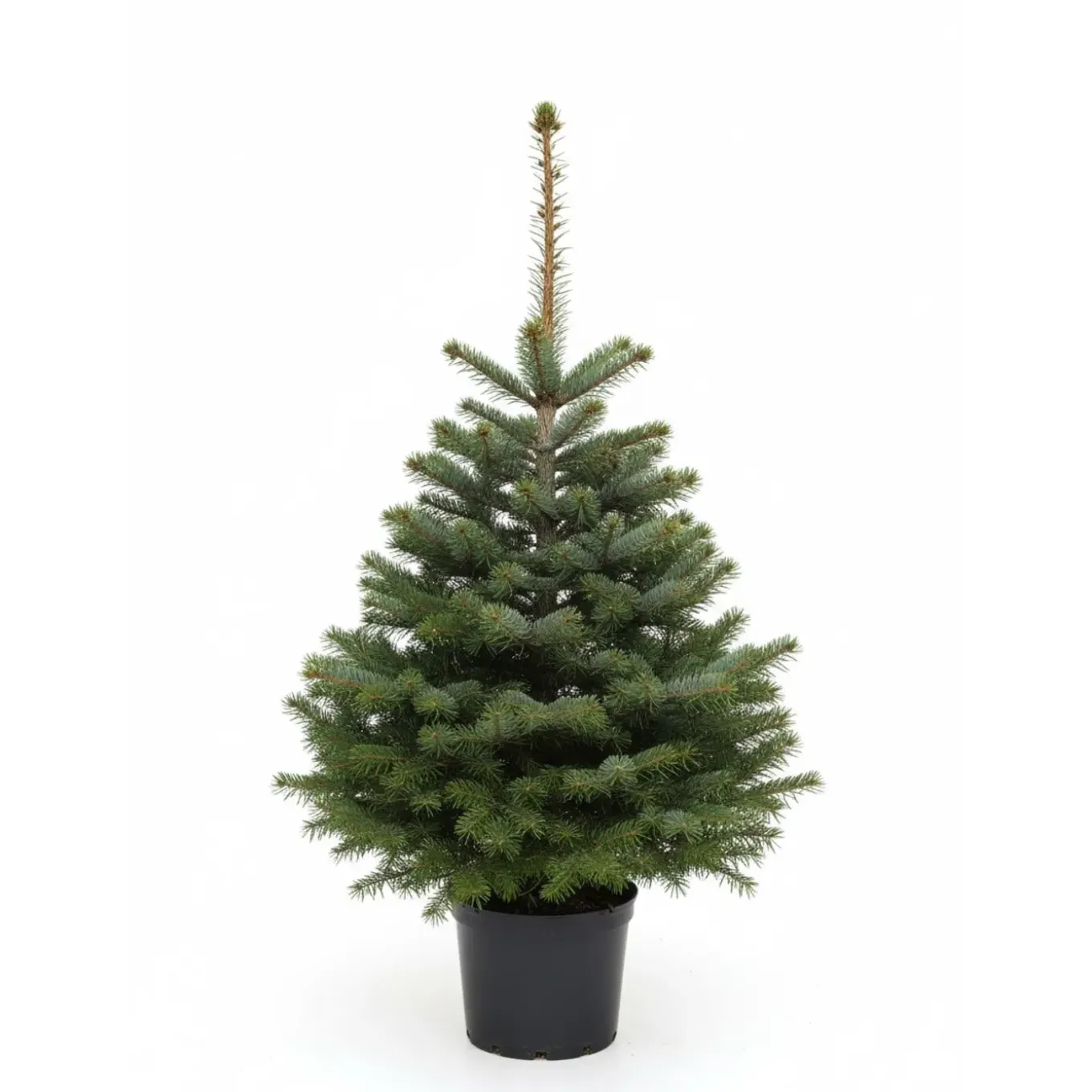 Central Park Kerstboom - Nordmann - In Pot - 100-125 cm