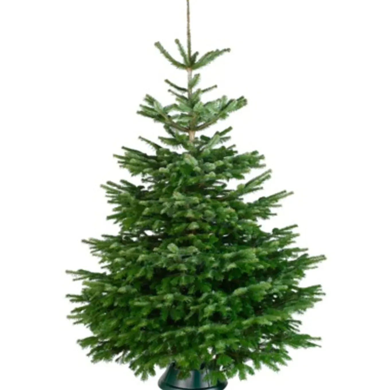 Central Park Kerstboom - Nordmann - Gezaagd - 175-200 cm