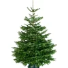 Central Park Kerstboom - Nordmann - Gezaagd - 225-275 cm
