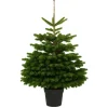 Central Park Kerstboom - Nordmann - In Pot - 80-100 cm