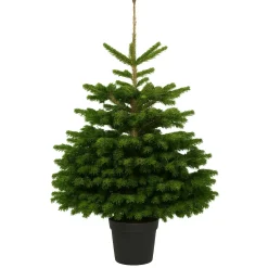 Central Park Kerstboom - Nordmann - In Pot - 80-100 cm