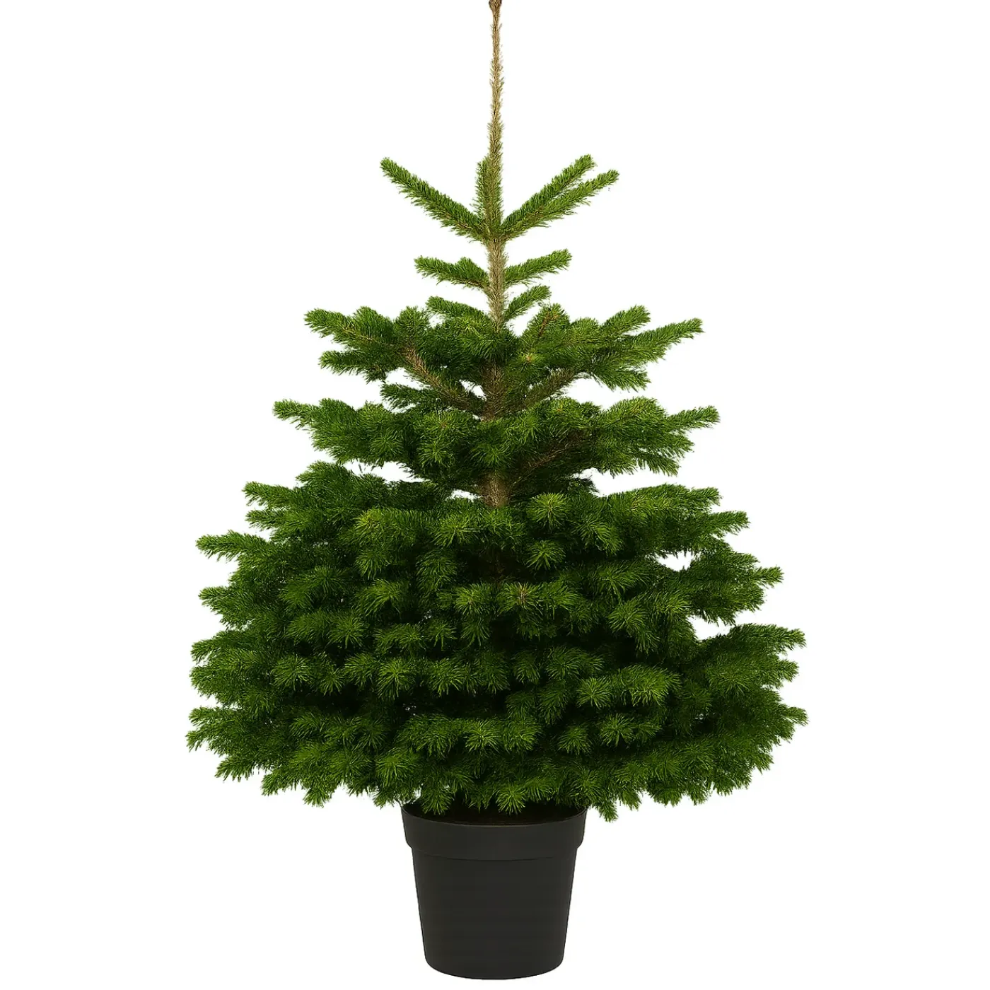 Central Park Kerstboom - Nordmann - In Pot - 80-100 cm