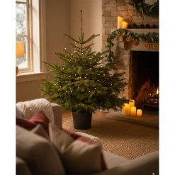 Central Park Kerstboom - Nordmann - In Pot - 80-100 cm