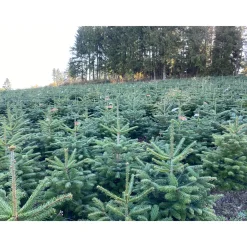 Central Park Kerstboom - Nordmann - In Pot - 80-100 cm