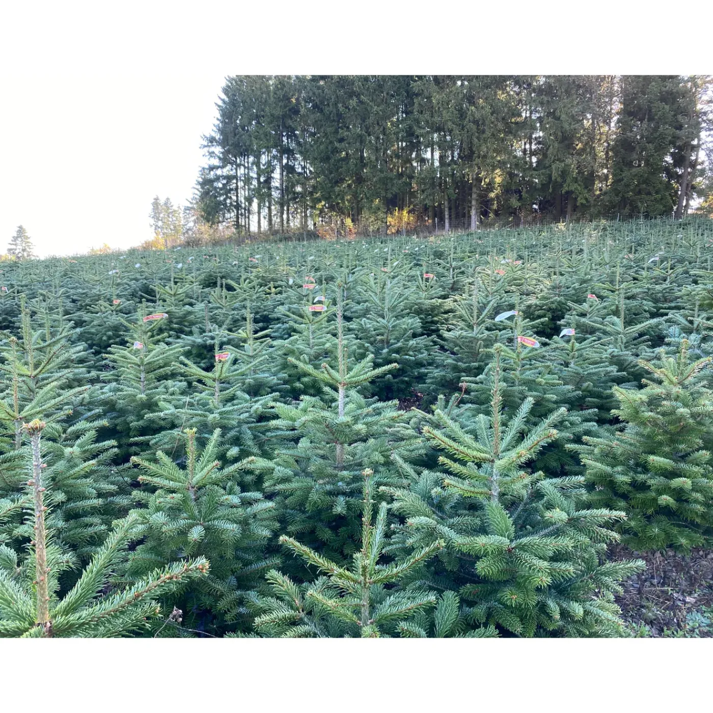 Central Park Kerstboom - Nordmann - In Pot - 80-100 cm