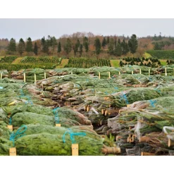 Central Park Kerstboom - Nordmann - In Pot - 80-100 cm