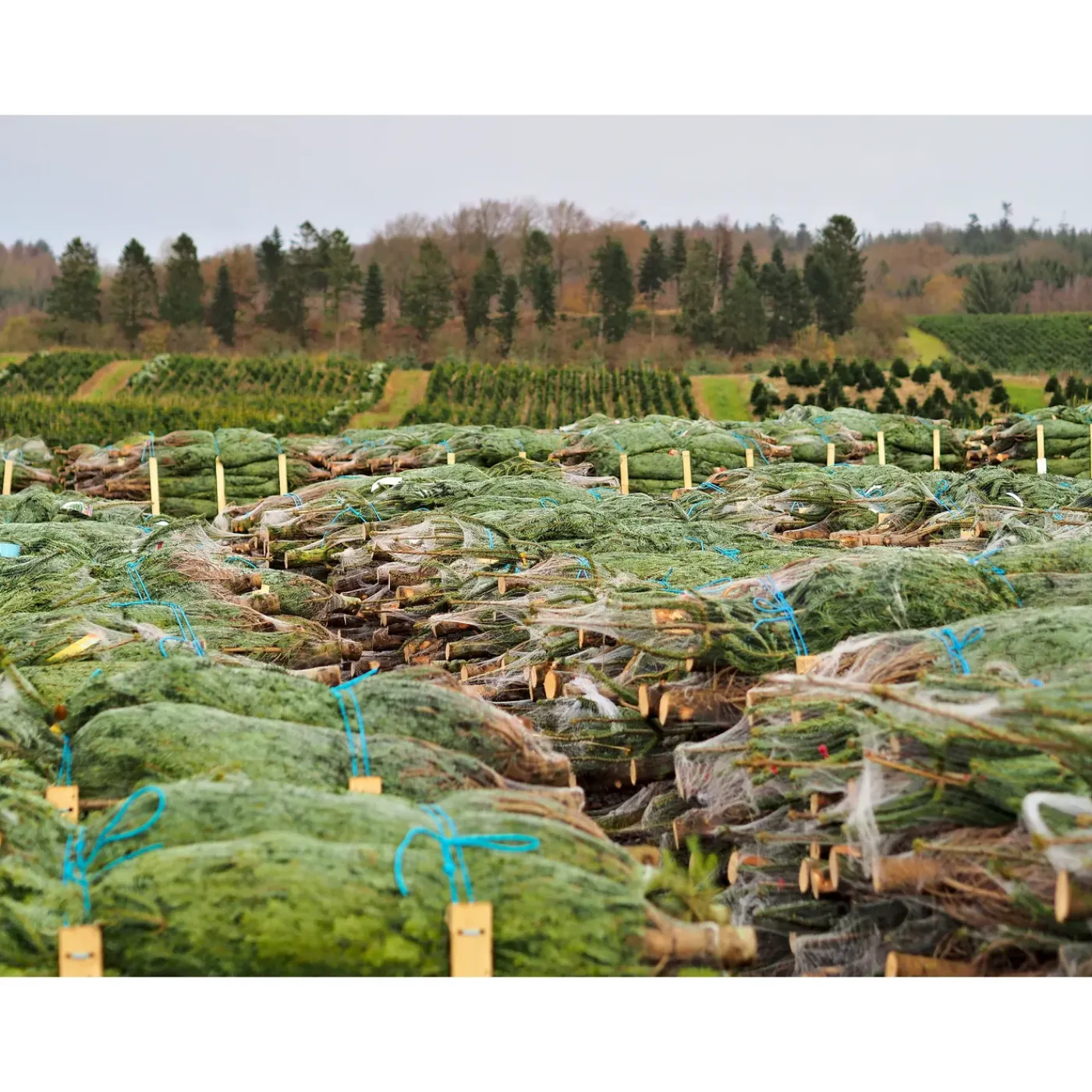 Central Park Kerstboom - Nordmann - In Pot - 80-100 cm