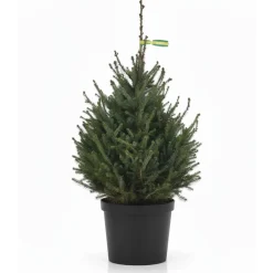 Central Park Kerstboom - Omorika - In Pot - 100-125 cm