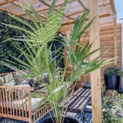Chamaerops Humilis - Europese Dwergpalm - Tuinplanten - Hoogte 80-100 Cm - Pot 24 Cm