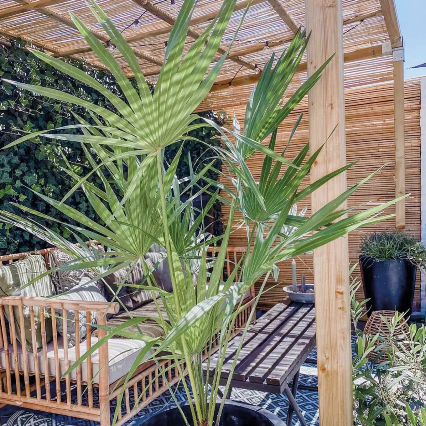 Chamaerops Humilis - Europese Dwergpalm - Tuinplanten - Hoogte 80-100 Cm - Pot 24 Cm