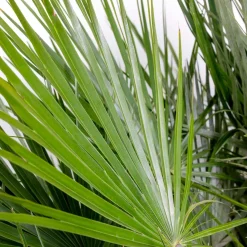 Chamaerops Humilis - Europese Dwergpalm - Tuinplanten - Hoogte 80-100 Cm - Pot 24 Cm