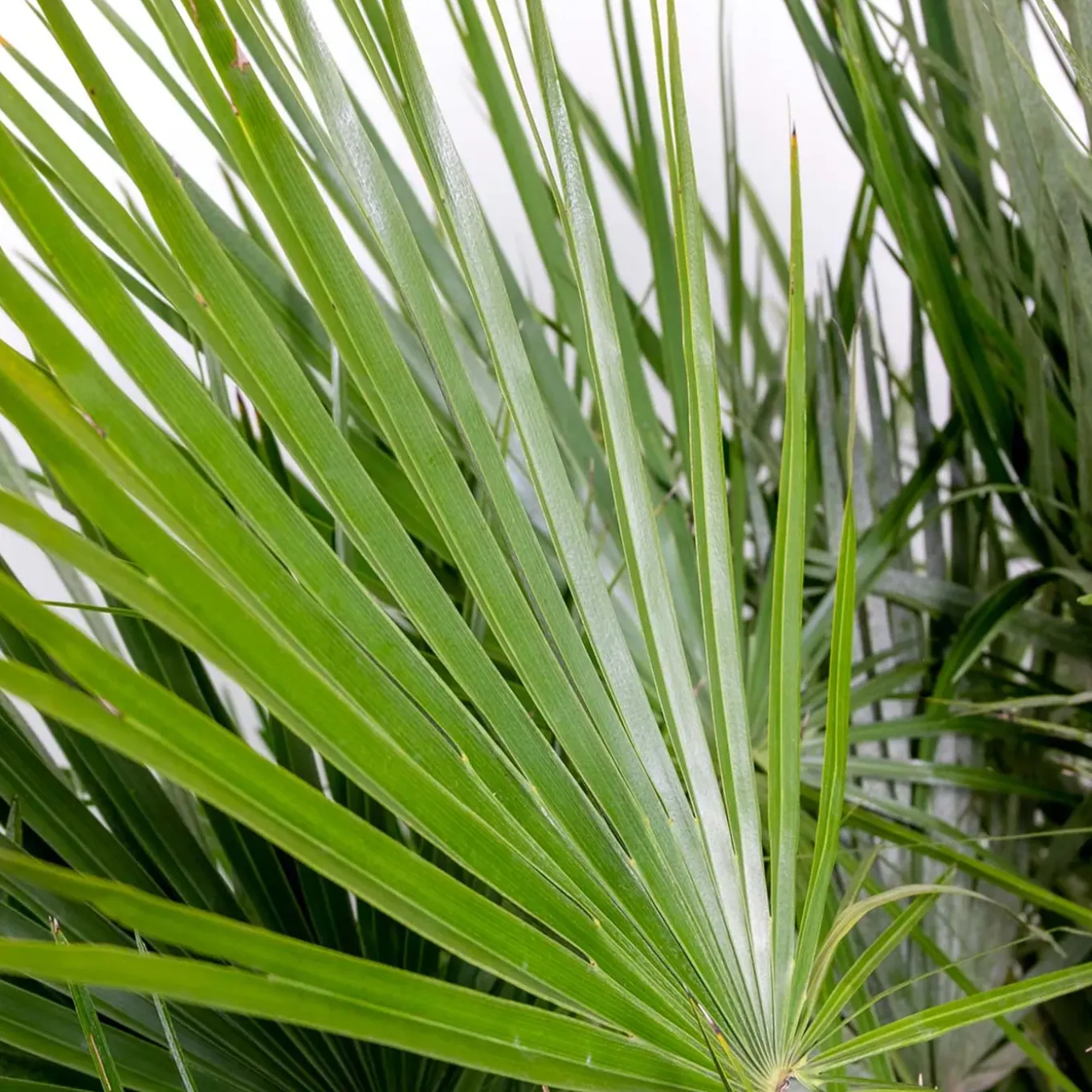 Chamaerops Humilis - Europese Dwergpalm - Tuinplanten - Hoogte 80-100 Cm - Pot 24 Cm