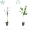 Citrus Limon - Citroen - Citroenboom - Citrusboom - Fruitboom - Hoogte 50-70 Cm - Pot 19 Cm