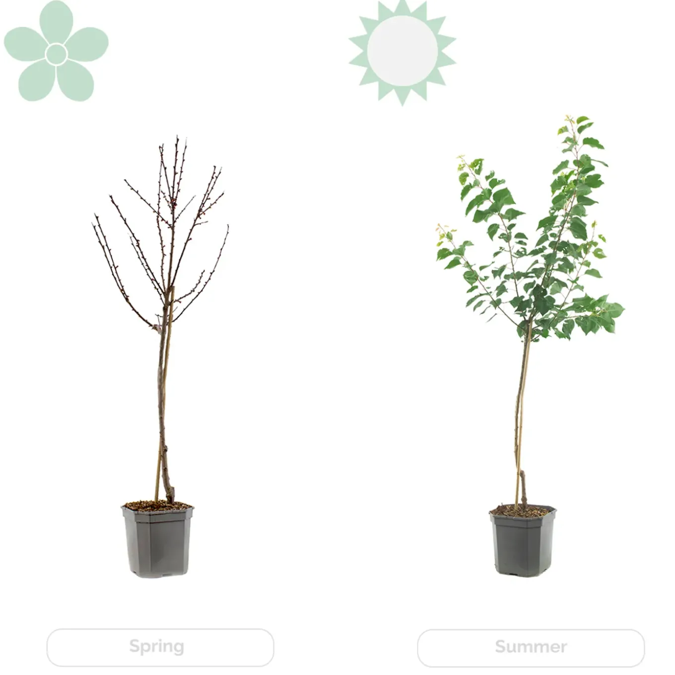 Citrus Limon - Citroen - Citroenboom - Citrusboom - Fruitboom - Hoogte 50-70 Cm - Pot 19 Cm