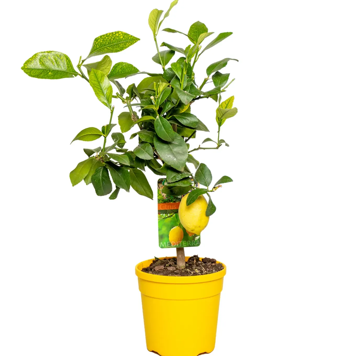 Citrus Limon - Citroen - Citroenboom - Citrusboom - Fruitboom - Hoogte 50-70 Cm - Pot 19 Cm