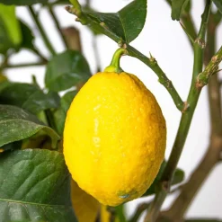 Citrus Limon - Citroen - Citroenboom - Citrusboom - Fruitboom - Hoogte 50-70 Cm - Pot 19 Cm