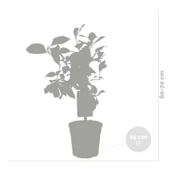 Citrus Limon - Citroen - Citroenboom - Citrusboom - Fruitboom - Hoogte 50-70 Cm - Pot 19 Cm