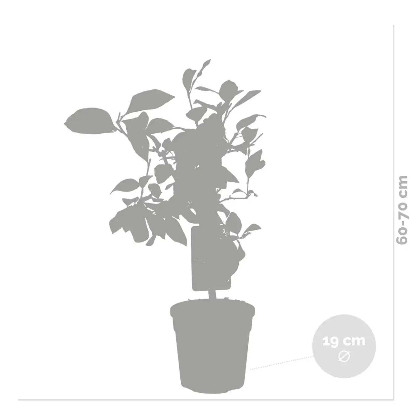 Citrus Limon - Citroen - Citroenboom - Citrusboom - Fruitboom - Hoogte 50-70 Cm - Pot 19 Cm