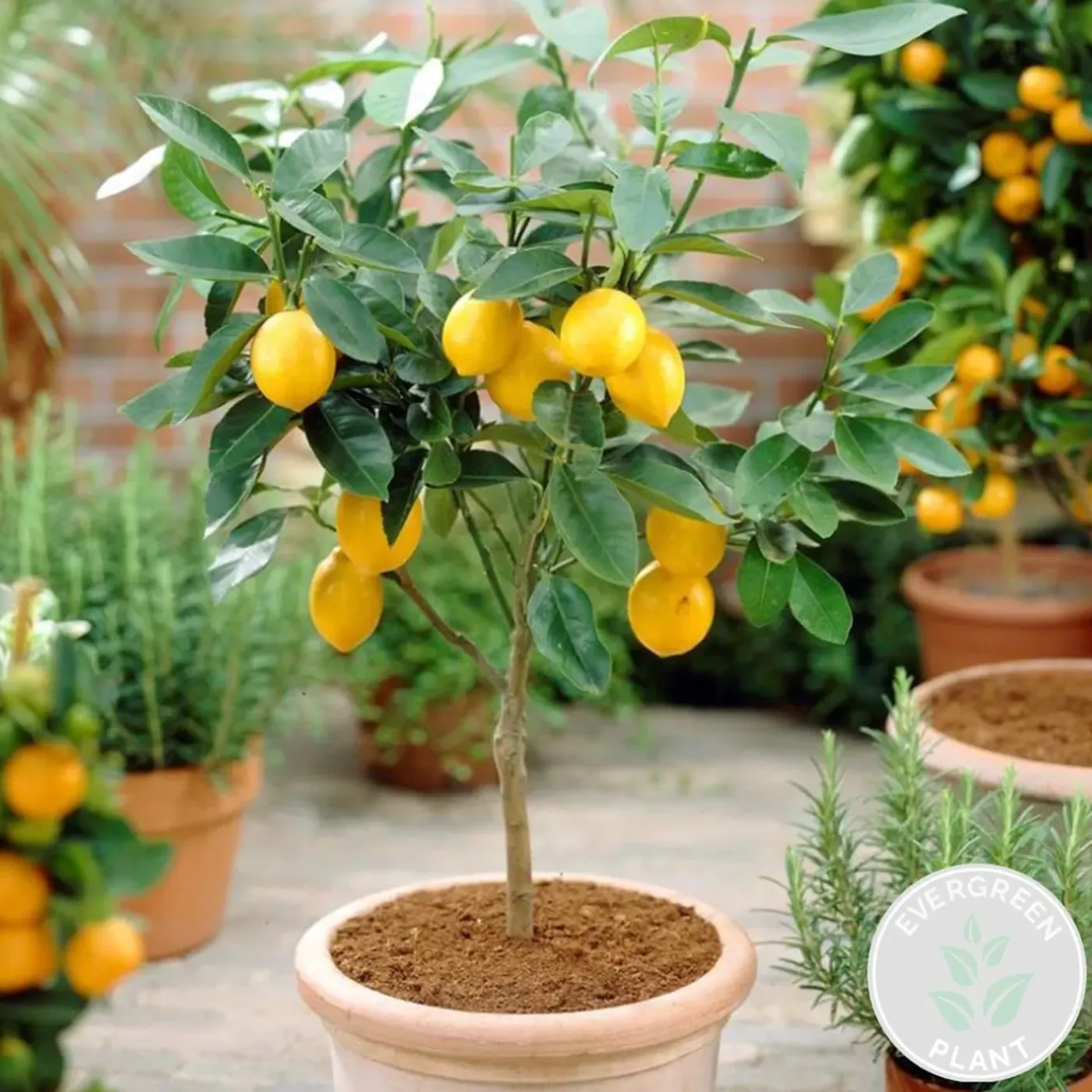 Bloomique Citrus Limon - Citroen - Citroenboom - Citrusboom - Fruitboom - Hoogte 60-80 Cm - Pot 21 Cm
