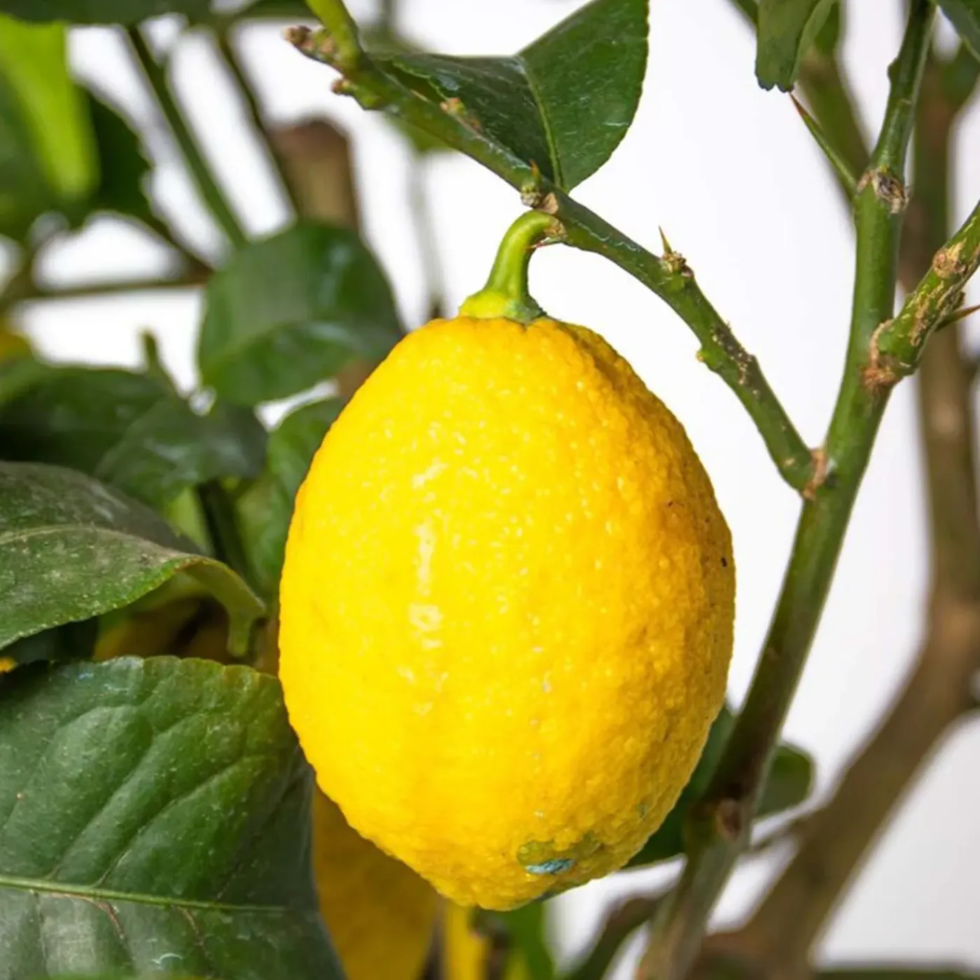 Bloomique Citrus Limon - Citroen - Citroenboom - Citrusboom - Fruitboom - Hoogte 60-80 Cm - Pot 21 Cm