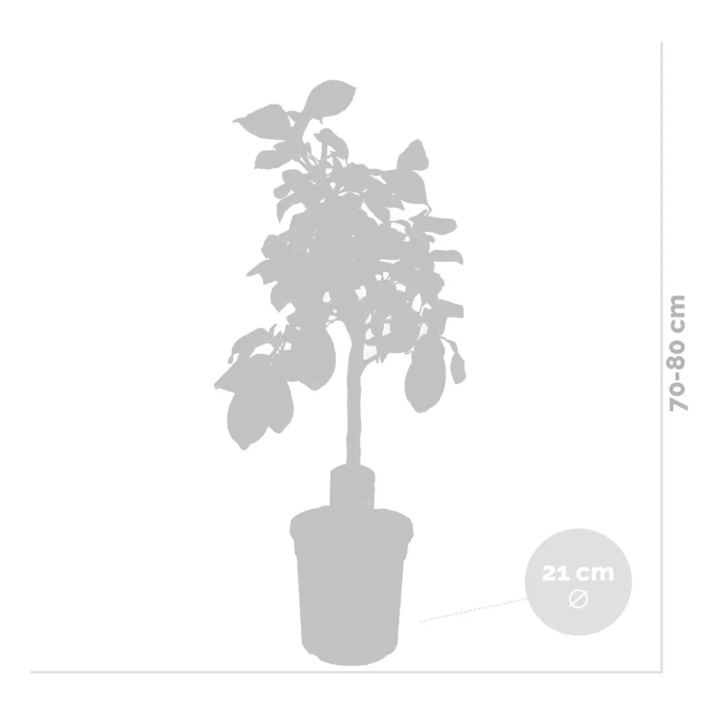 Bloomique Citrus Limon - Citroen - Citroenboom - Citrusboom - Fruitboom - Hoogte 60-80 Cm - Pot 21 Cm