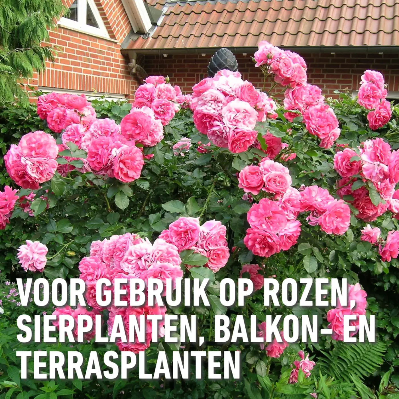 Compo Duaxo Tegen Ziekten op Sierplanten Spray - 750ml